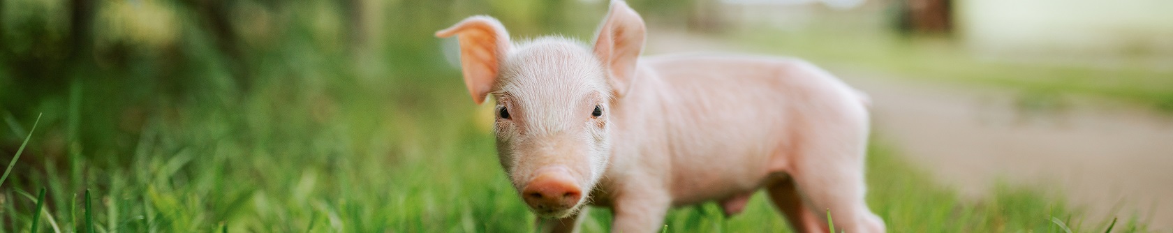 Close-up image of small piglet.